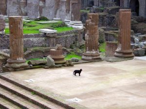Read more about the article Rome 2000 – cats in the Largo di Torre Argentina